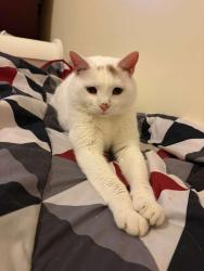 Lost Male Cat last seen William Street , Portchester, Port Chester, NY 10573