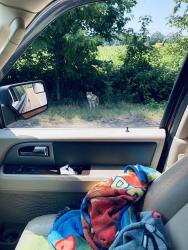 Found/Stray Unknown Dog last seen Between Brunswick and Gotley, Shelby County, TN 38002