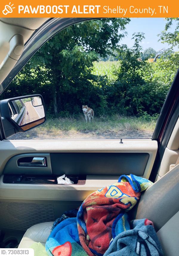 Found/Stray Unknown Dog last seen Between Brunswick and Gotley, Shelby County, TN 38002
