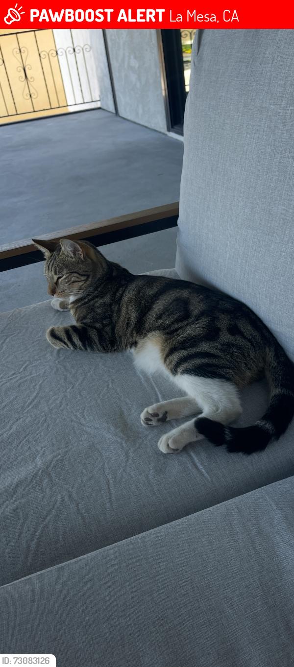 Lost Male Cat last seen Orion St and Murray Hill, Helix High School, La Mesa, CA 91941