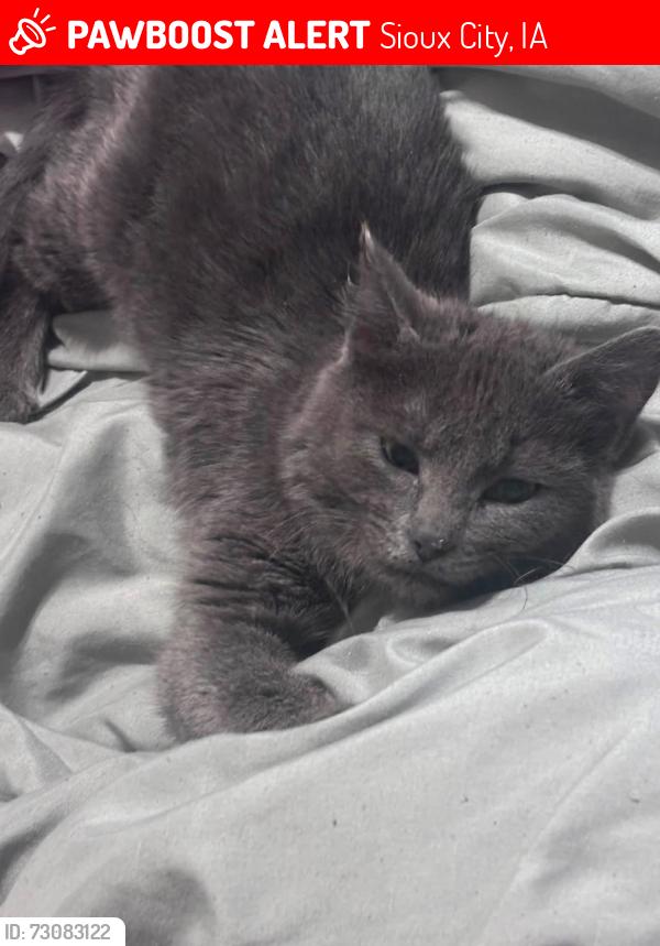 Lost Female Cat last seen 6th and palmetto, Sioux City, IA 51106