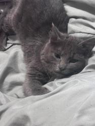 Lost Female Cat last seen 6th and palmetto, Sioux City, IA 51106