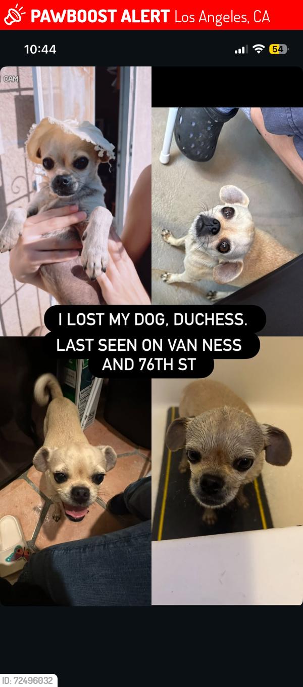 Lost Female Dog last seen Van Ness and 76th st, Los Angeles, CA 90044