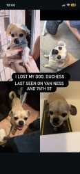 Lost Female Dog last seen Van Ness and 76th st, Los Angeles, CA 90044