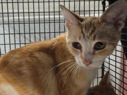 Shelter Stray Female Cat last seen , 14409 Vanowen St, Van Nuys, CA 91405, USA