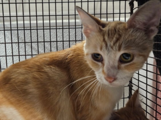 Shelter Stray Female Cat last seen , 14409 Vanowen St, Van Nuys, CA 91405, USA