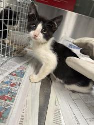 Shelter Stray Female Cat last seen , 14409 Vanowen St, Van Nuys, CA 91405, USA