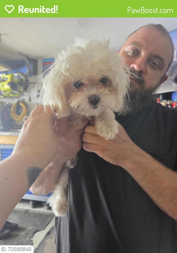Reunited Female Dog last seen Durant and St cloud, Durant, FL 33527