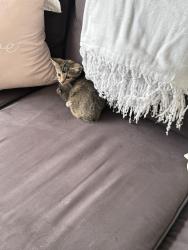 Lost Female Cat last seen City of Lumberton building, Lumberton, NC 28358