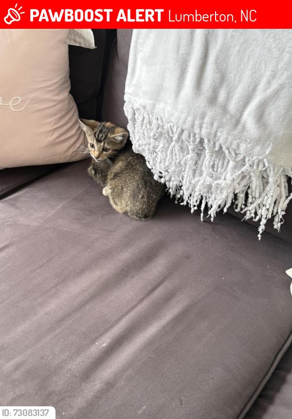 Lost Female Cat last seen City of Lumberton building, Lumberton, NC 28358