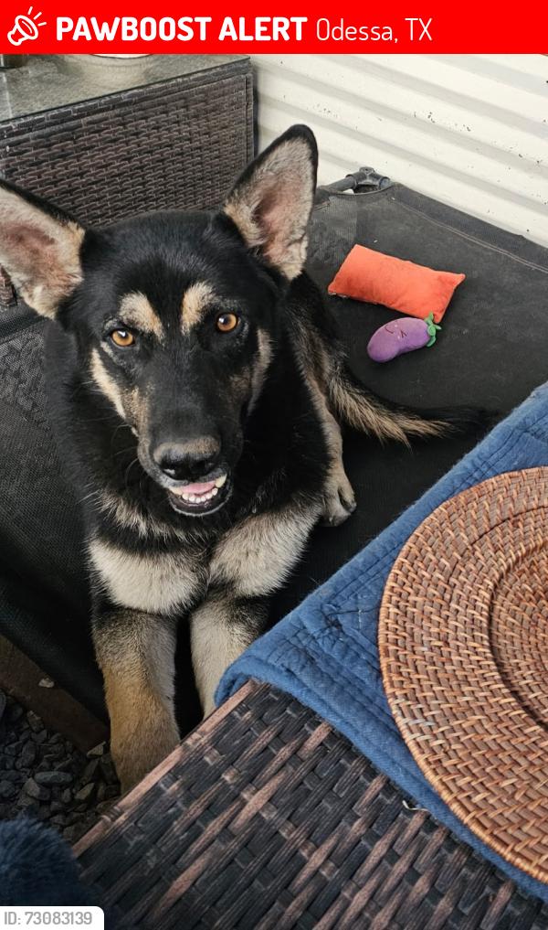 Lost Male Dog last seen West cowden, Odessa, TX 79764