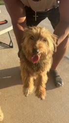 Found/Stray Female Dog last seen Western and Waterloo, Logan County, OK 73025