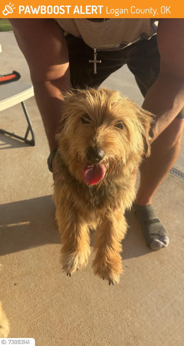 Found/Stray Female Dog last seen Western and Waterloo, Logan County, OK 73025