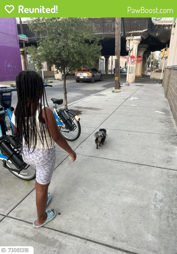 Reunited Male Dog last seen Dickerson St between 25th and 26 st, Philadelphia, PA 19146