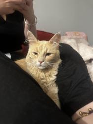 Found/Stray Male Cat last seen Element Casino, Victoria, BC V9B 1H8