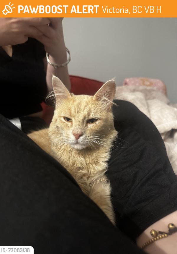 Found/Stray Male Cat last seen Element Casino, Victoria, BC V9B 1H8