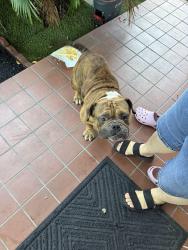 Found/Stray Male Dog last seen Miami fl, Miami, FL 33125