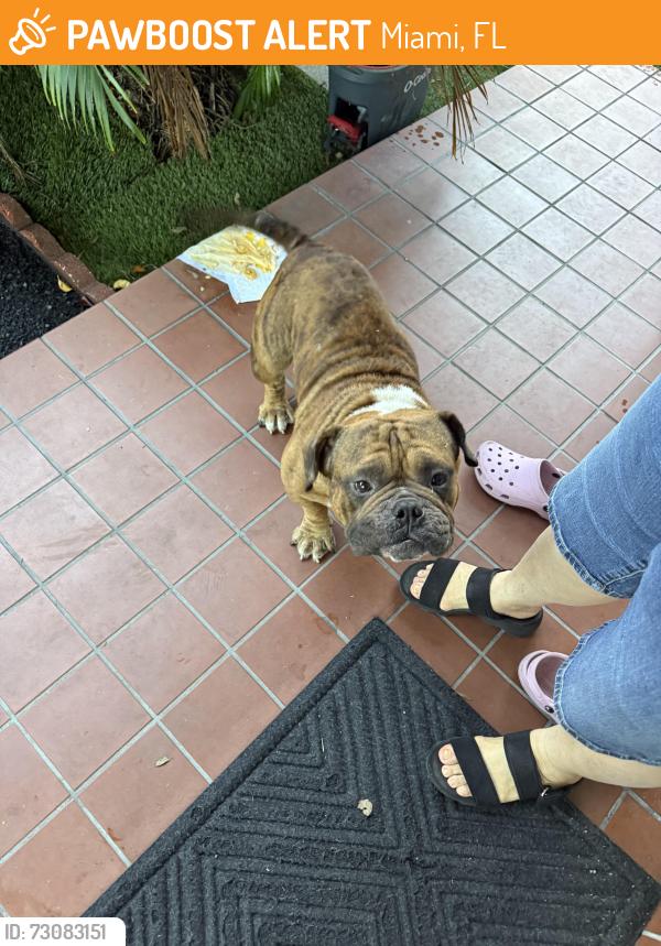 Found/Stray Male Dog last seen Miami fl, Miami, FL 33125