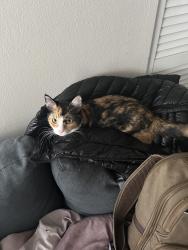 Lost Female Cat last seen Edison rd, South Bend, IN 46615