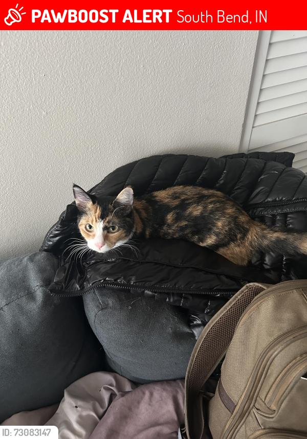 Lost Female Cat last seen Edison rd, South Bend, IN 46615