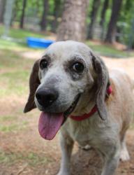 Shelter Stray Female Dog last seen Near Farm Hill Circle, Berkeley County, SC, 2455 Remount Rd, North Charleston, SC 29406, USA