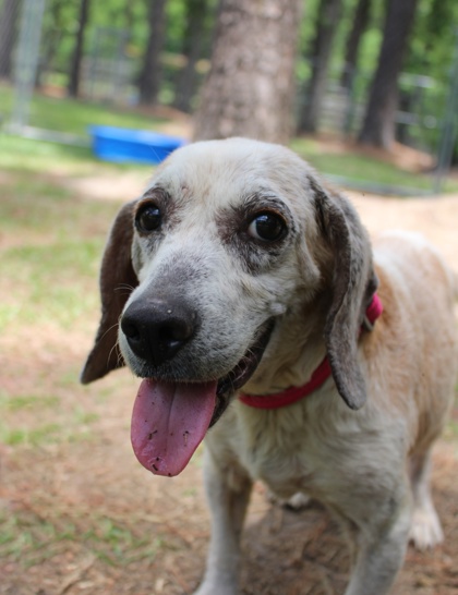 Shelter Stray Female Dog last seen Near Farm Hill Circle, Berkeley County, SC, 2455 Remount Rd, North Charleston, SC 29406, USA