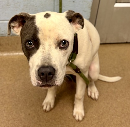 Shelter Stray Female Dog last seen Near Chamblee Dunwoody Rd. Chamblee, GA 30341, 30341, GA, 3280 Chamblee Dunwoody Rd, Chamblee, GA 30341, USA