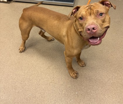 Shelter Stray Male Dog last seen Near Brandy Oaks Ln, 30088, GA, 3280 Chamblee Dunwoody Rd, Chamblee, GA 30341, USA