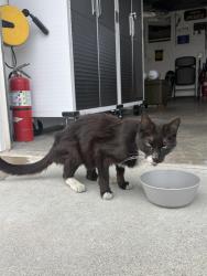 Found/Stray Unknown Cat last seen Heritage village, Fontana, CA 92336