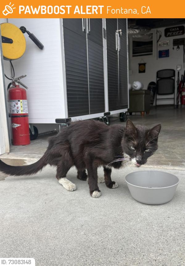 Found/Stray Unknown Cat last seen Heritage village, Fontana, CA 92336