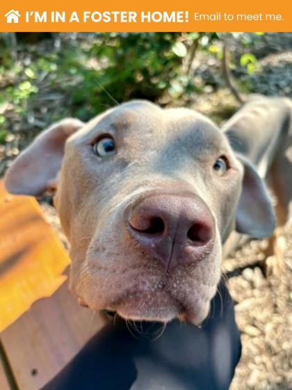 Shelter Stray Female Dog last seen Near Park Heights Unit 1B, 21215, MD, 301 Stockholm St, Baltimore, MD 21230, USA