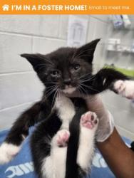 Shelter Stray Female Cat last seen Near N Mt. Oliver ST, 21229, MD, 301 Stockholm St, Baltimore, MD 21230, USA