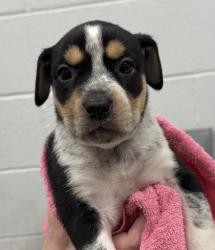 Shelter Stray Female Dog last seen E 24th St and Brighton Ave, 64127, MO, 7077 Elmwood Ave, Kansas City, MO 64132, USA