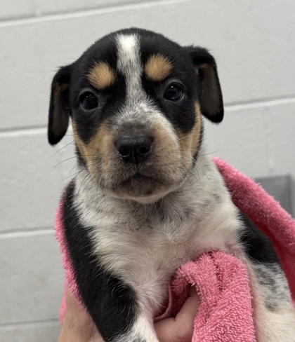Shelter Stray Female Dog last seen E 24th St and Brighton Ave, 64127, MO, 7077 Elmwood Ave, Kansas City, MO 64132, USA