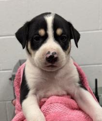 Shelter Stray Male Dog last seen E 24th St and Brighton Ave, 64127, MO, 7077 Elmwood Ave, Kansas City, MO 64132, USA