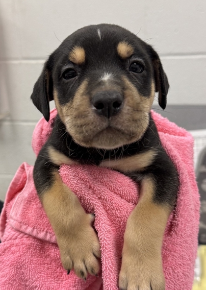 Shelter Stray Male Dog last seen E 24th St and Brighton Ave, 64127, MO, 7077 Elmwood Ave, Kansas City, MO 64132, USA