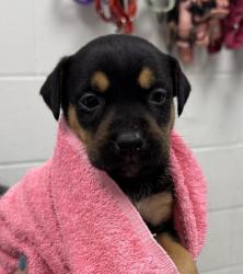 Shelter Stray Female Dog last seen E 24th St and Brighton Ave, 64127, MO, 7077 Elmwood Ave, Kansas City, MO 64132, USA