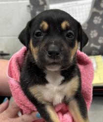 Shelter Stray Female Dog last seen E 24th St and Brighton Ave, 64127, MO, 7077 Elmwood Ave, Kansas City, MO 64132, USA