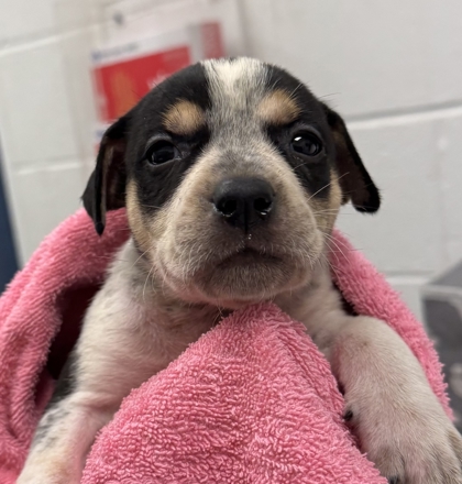 Shelter Stray Female Dog last seen E 24th St and Brighton Ave, 64127, MO, 7077 Elmwood Ave, Kansas City, MO 64132, USA