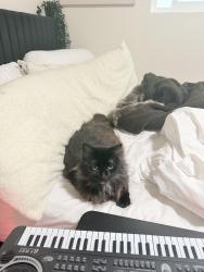 Lost Female Cat last seen Near del playa, Goleta, CA 93117