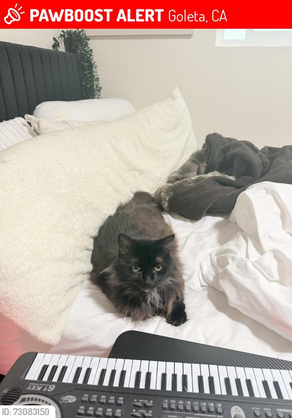 Lost Female Cat last seen Near del playa, Goleta, CA 93117