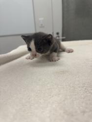 Shelter Stray Female Cat last seen Near Elmwood Avenue, KCMO, 64132, 64132,, 7077 Elmwood Ave, Kansas City, MO 64132, USA