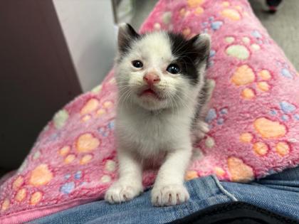 Shelter Stray Male Cat last seen Near Elmwood Avenue, KCMO, 64132, 64132,, 7077 Elmwood Ave, Kansas City, MO 64132, USA
