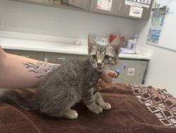 Shelter Stray Female Cat last seen Benton Blvd and Thompson Ave, 64109, MO, 7077 Elmwood Ave, Kansas City, MO 64132, USA