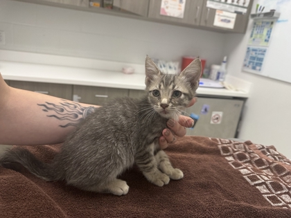 Shelter Stray Female Cat last seen Benton Blvd and Thompson Ave, 64109, MO, 7077 Elmwood Ave, Kansas City, MO 64132, USA