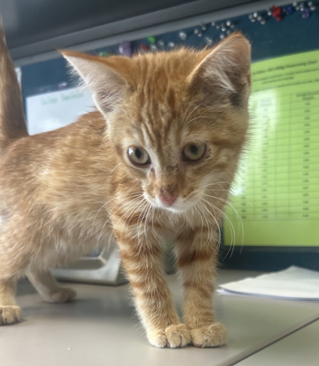 Shelter Stray Male Cat last seen Near W American Avenue, SALT LAKE CITY, UT, 84104, 511 W 3900 S, Salt Lake City, UT 84123, USA