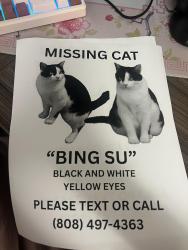 Lost Female Cat last seen Bayview church & Imperial Av., San Diego, CA 92114