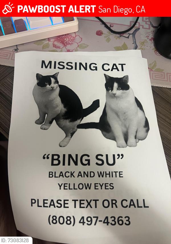 Lost Female Cat last seen Bayview church & Imperial Av., San Diego, CA 92114