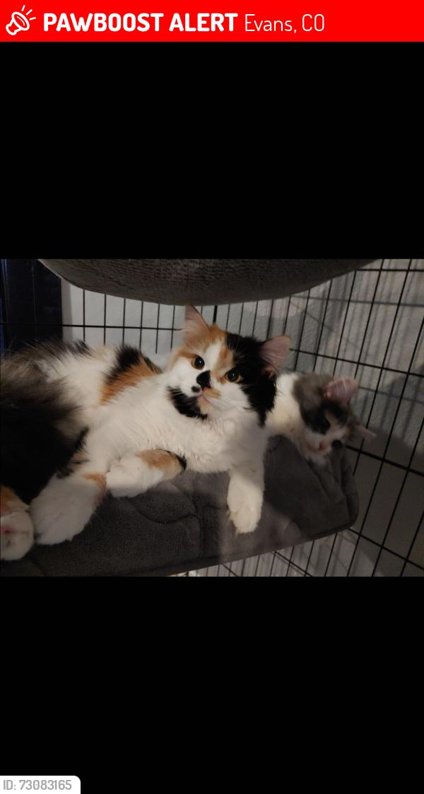 Lost Female Cat last seen Near Carson Ave Evans CO, Evans, CO 80620