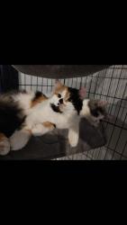Lost Female Cat last seen Near Carson Ave Evans CO, Evans, CO 80620